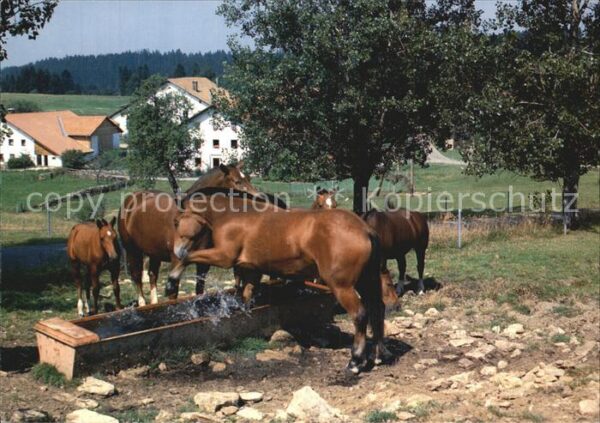 Pferde Noblesse du Cheval Franc-Montagnard