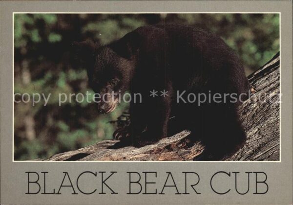 Baeren Black Bear Cub