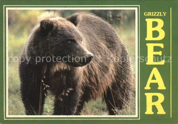 Baeren Grizzly Bear