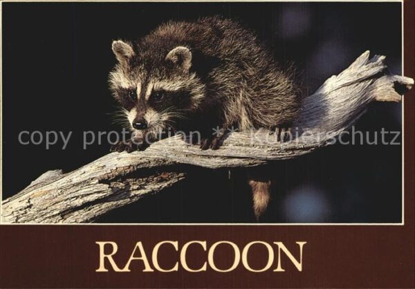 Tiere Waschbär Raccoon