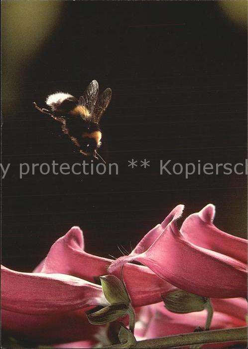 Bienen Insekten Hummel in Anflug Roter Fingerhut