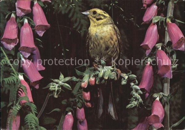 Voegel Goldammer Emberiza citrinella