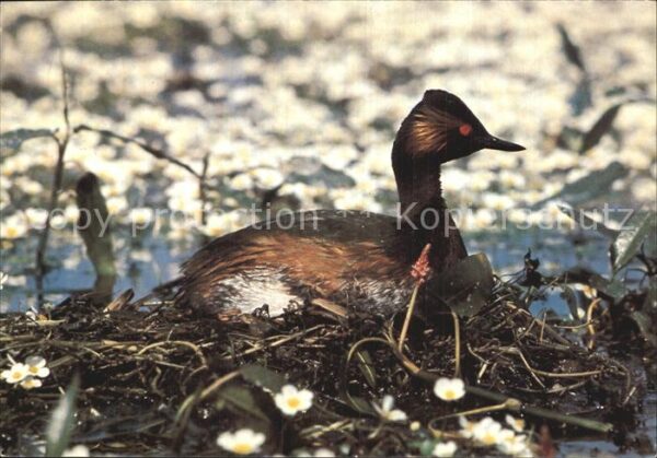 Voegel Schwarzhalstaucher Grebe a cou noir Sva