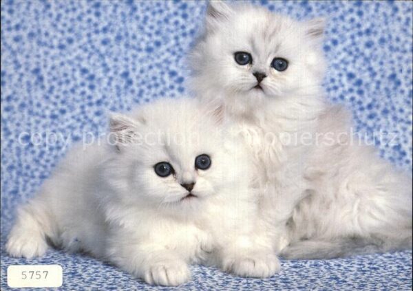 Katzen