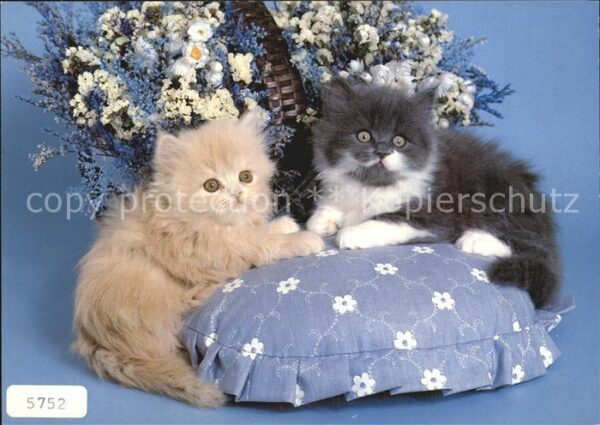 Katzen