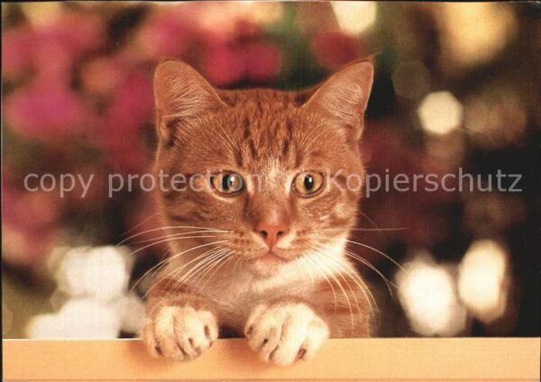 Katzen Whiskas