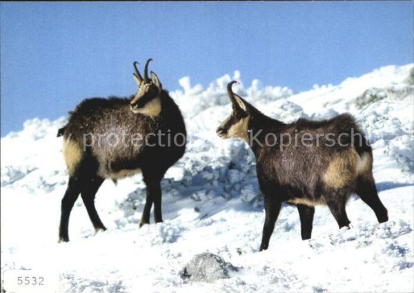Gemse Rupicapra Chamois