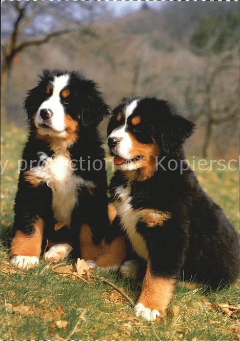 Hunde Berner Sennhund Welpen