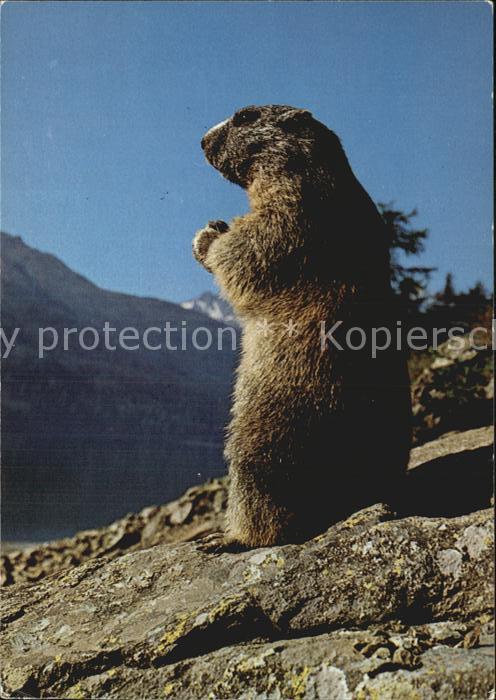 Murmeltier Marmotte Marmot