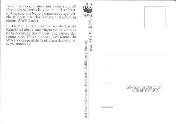 Voegel Bekassine WWF – Bild 2