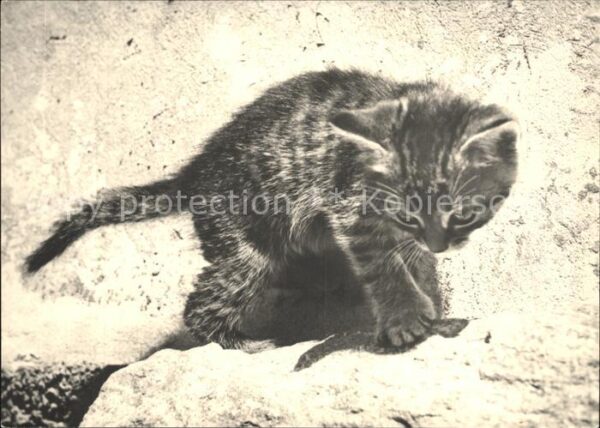 Katzen