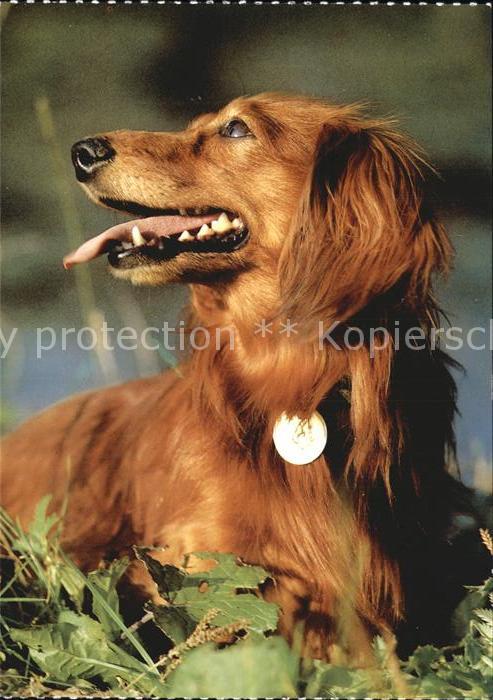 Dackel Dachshund Teckel Hunde dogs Chien Langhaardackel