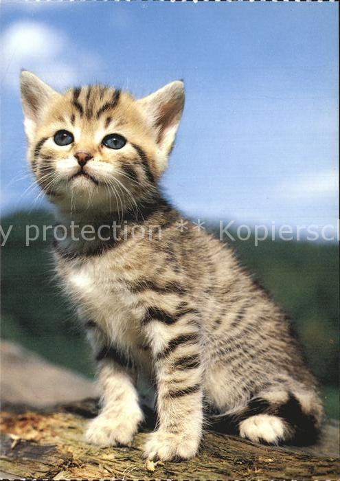 Katzen Hauskatze Chat domestique