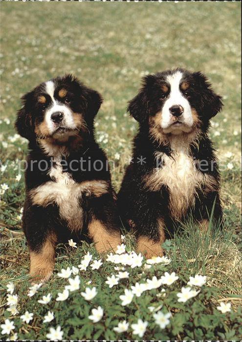 Hunde Berner Sennenhund Welpen