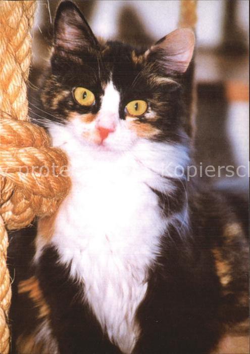 Katzen Tier Rettungsdienst Winkel