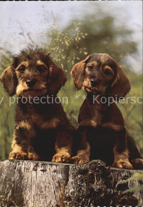Dackel Dachshund Teckel Hunde dogs Chien Rauhaardackel