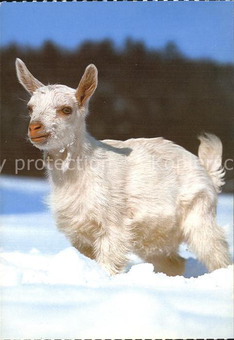 Ziege Hausziege Chevre Goat