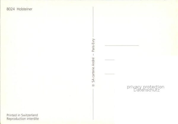 Pferde Holsteiner – Bild 2