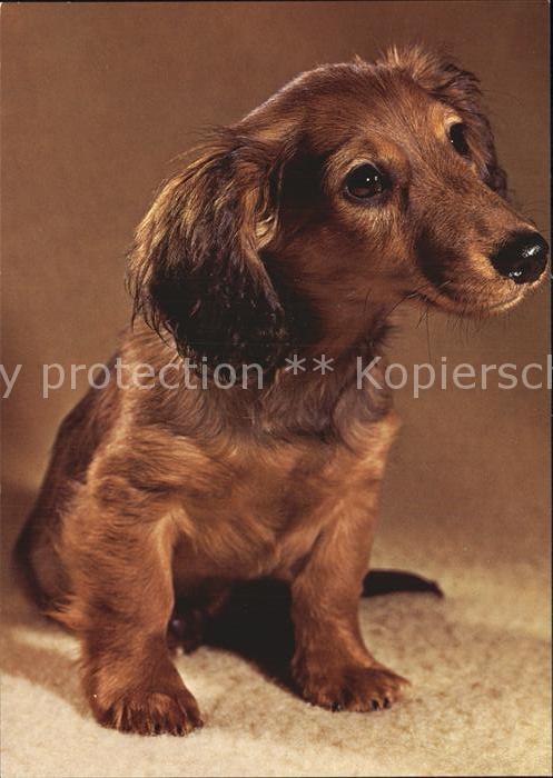 Dackel Dachshund Teckel Hunde dogs Chien Langhaardackel Teckel a poil long