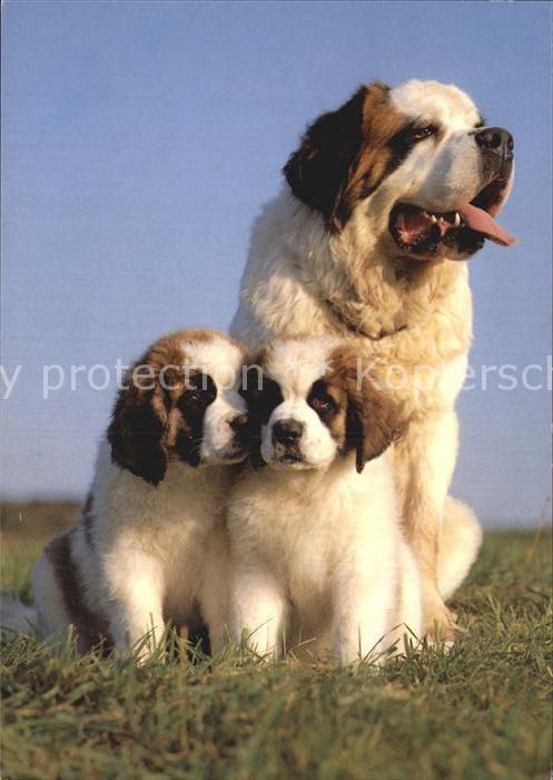 Bernhardiner Chien du Saint-Bernard