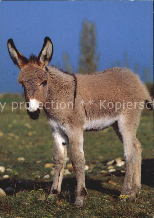 Esel Tiere Hausesel Ane Donkey