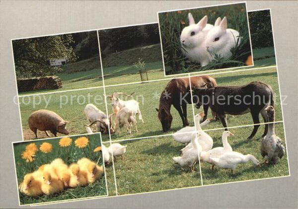 Tiere Hasen Pferde Gänse Schwein Ziege