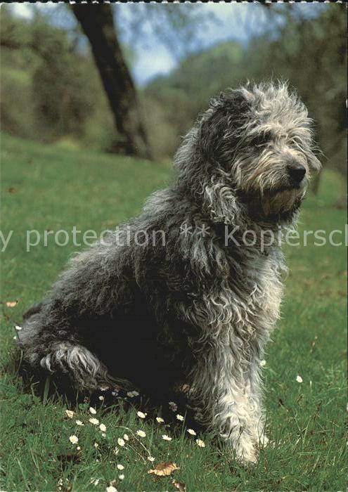 Hunde Bergamasco
