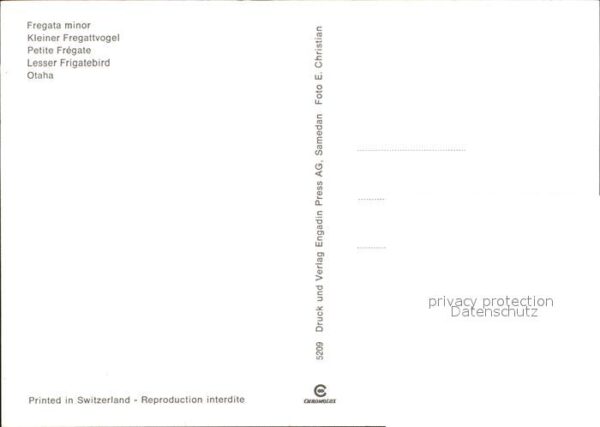 Voegel Kleiner Fregattvogel Fregata minor – Bild 2
