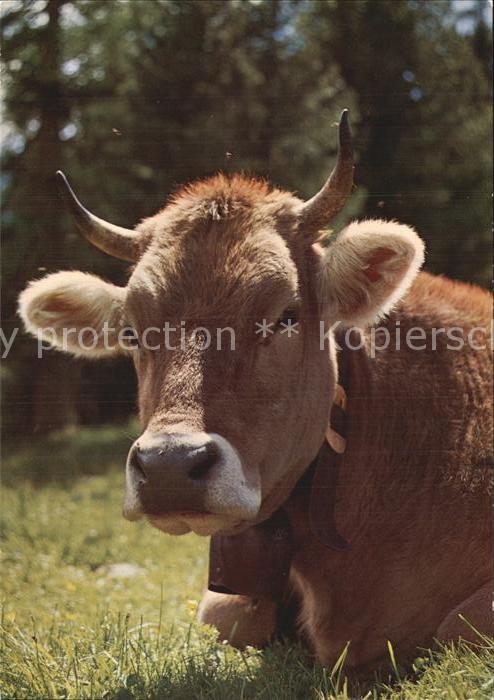 Kuehe Vache Cow