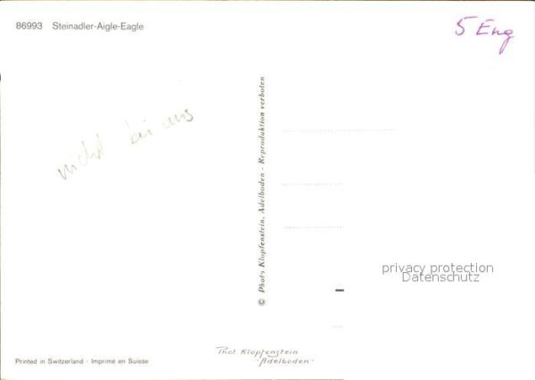 Adler Eagle Aigle Aguila Steinadler Aigle Eagle – Bild 2
