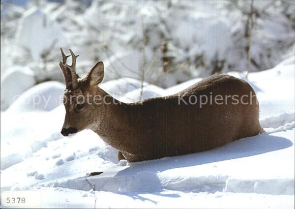 Reh Rehbock Capreolus Chevreuil