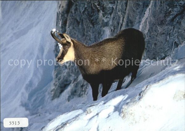 Gemse Rupicapra Chamois