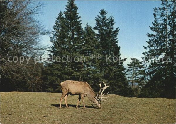Hirsch National-Park Schweiz