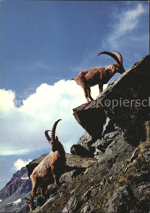 Steinbock Steinböcke