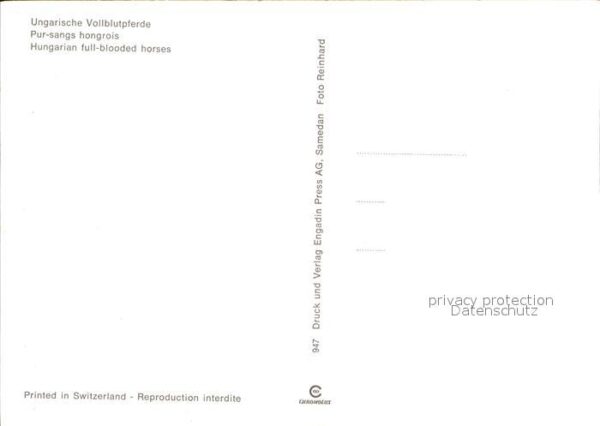 Pferde Ungarische Vollblutpferde – Bild 2