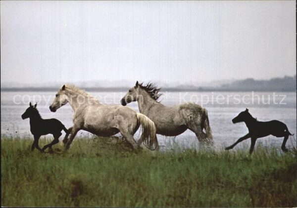 Pferde Camargue