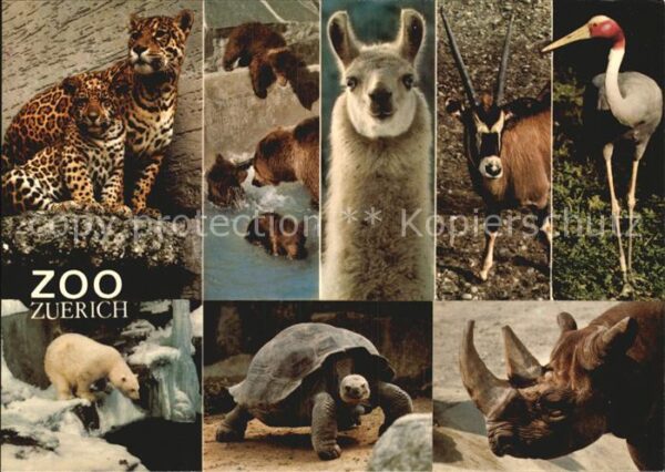Tiere Zoo Zürich Lama Schildkröte Nashorn Eis