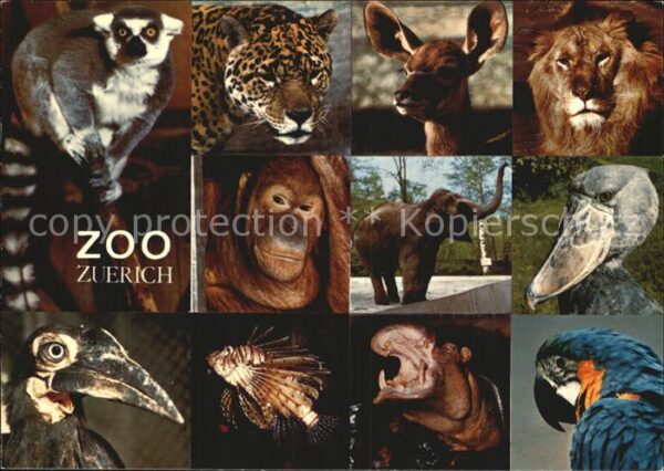 Zoo Zürich Löwe Elefant Nilpferd Papagei Fi