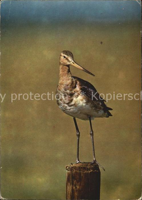 Voegel Uferschnepfe Grutto