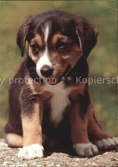 Hunde Appenzellerhund Welpe