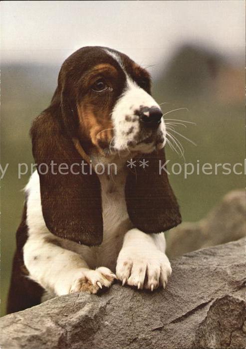 Hunde Basset