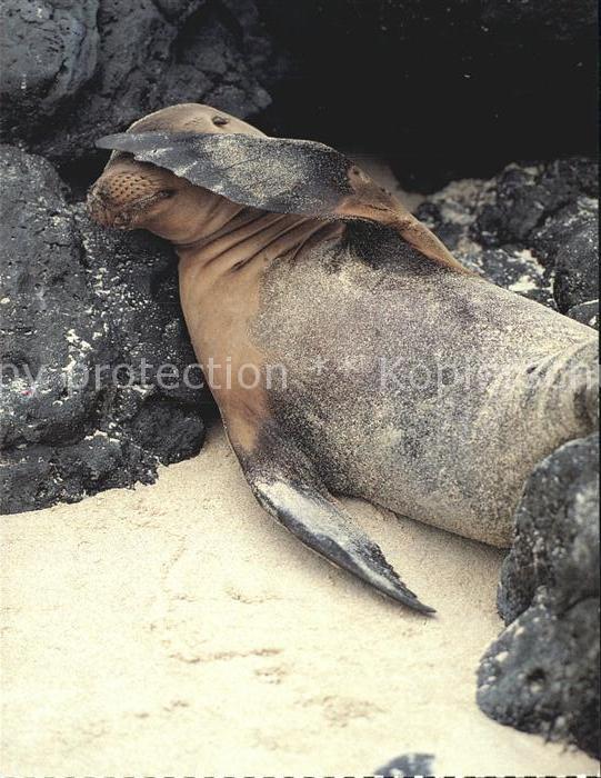 Seehunde Robben Galapagos Seelöwe
