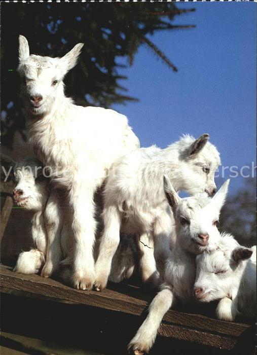 Ziege Hausziege Chevre domestique