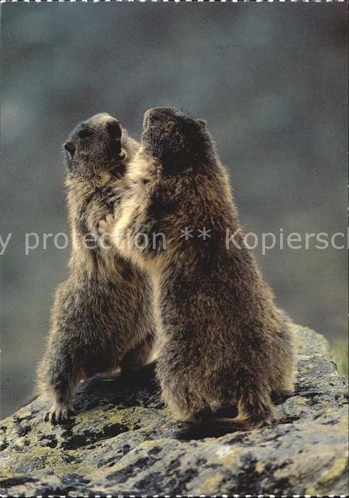 Murmeltier Marmotte Marmot