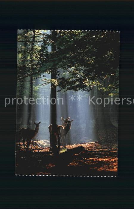 Hirsch Rothirsch Cerf rouge Red deer