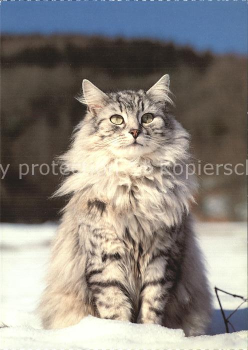 Katzen Hauskatze