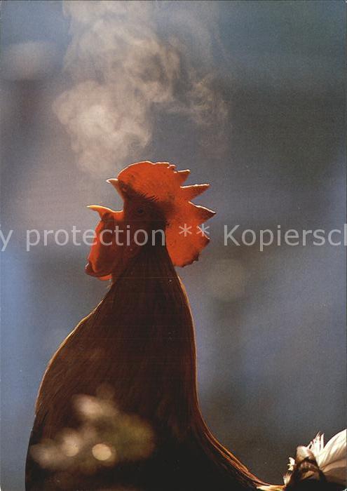 Gefluegel Haushahn Coq Cock