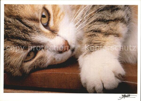 Katzen