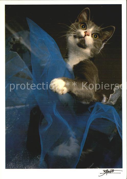 Katzen