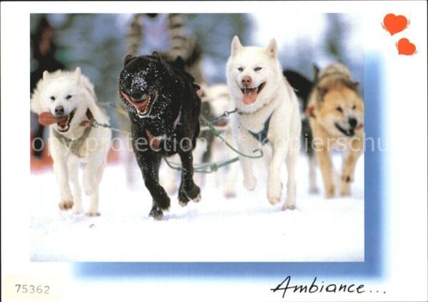 Hunde Huskies